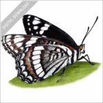 Weidemeyer's Admiral Butterfly stock image