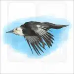 White-Headed Woodpecker illustration