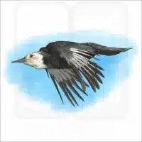 White-Headed Woodpecker illustration