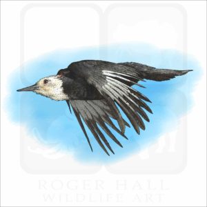 White-Headed Woodpecker illustration