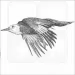 White-Headed Woodpecker