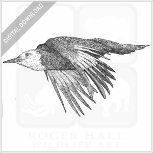 White-Headed Woodpecker