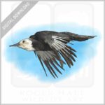 White-Headed Woodpecker stock image