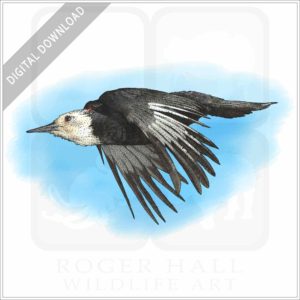 White-Headed Woodpecker stock image