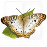 White Peacock Butterfly illustration