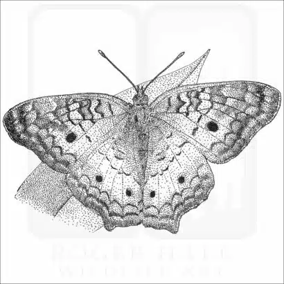 White Peacock Butterfly