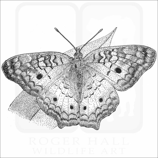 White Peacock Butterfly