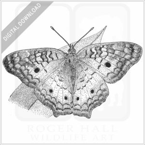 White Peacock Butterfly