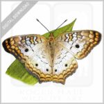 White Peacock Butterfly stock image