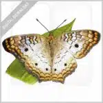 White Peacock Butterfly stock image