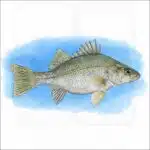 White Perch illustration