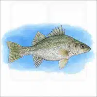 White Perch illustration