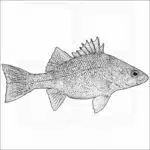 White Perch