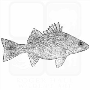 White Perch
