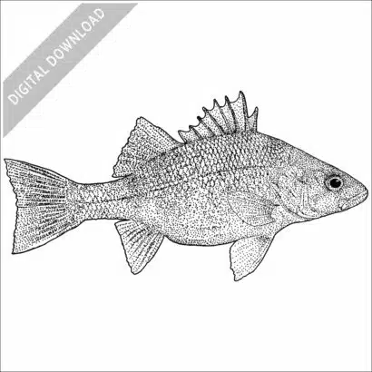 White Perch
