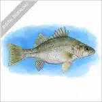 White Perch stock image