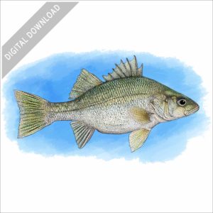 White Perch stock image