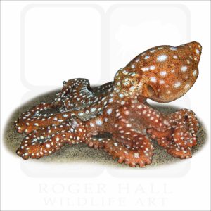 White-Spotted Octopus illustration