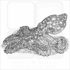 White-Spotted Octopus