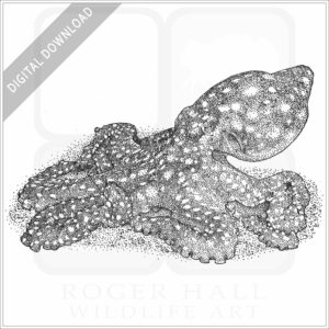 White-Spotted Octopus