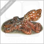 White-Spotted Octopus stock image