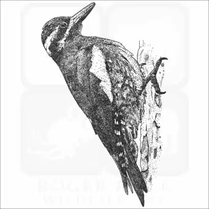 Williamson's Sapsucker