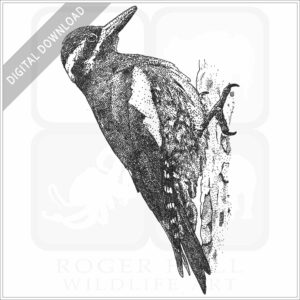 Williamson's Sapsucker