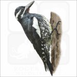 Williamson's Sapsucker illustration