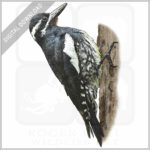 Williamson's Sapsucker stock image