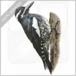 Williamson's Sapsucker stock image