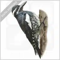 Williamson's Sapsucker stock image