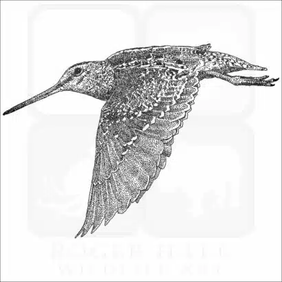 Wilson's Snipe