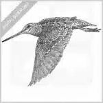 Wilson's Snipe