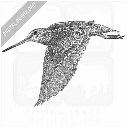 Wilson's Snipe