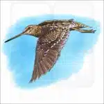 Wilson's Snipe illustration
