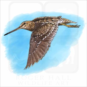 Wilson's Snipe illustration