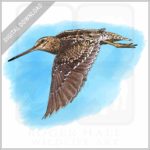 Wilson's Snipe stock image