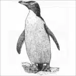 Yellow-Eyed Penguin