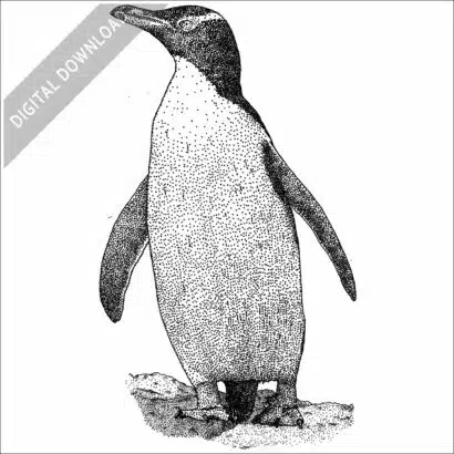 Yellow-Eyed Penguin
