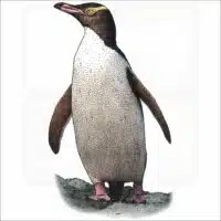 Yellow-Eyed Penguin illustration