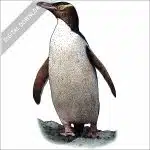 Yellow-Eyed Penguin stock image