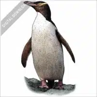 Yellow-Eyed Penguin stock image