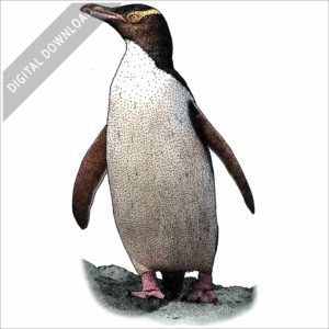 Yellow-Eyed Penguin stock image