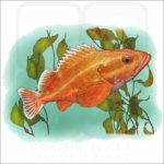 Yelloweye Rockfish illustration