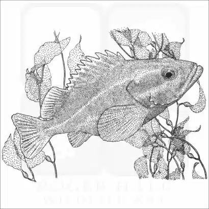 Yelloweye Rockfish
