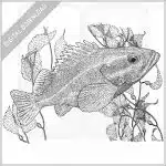 Yelloweyed Rockfish