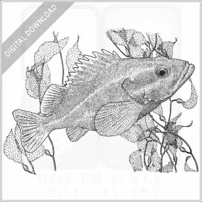 Yelloweyed Rockfish