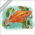 Yelloweyed Rockfish stock image