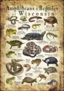 Amphibians & Reptiles of Wisconsin poster design
