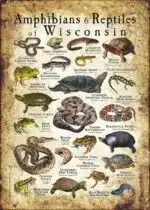 Amphibians & Reptiles of Wisconsin poster design